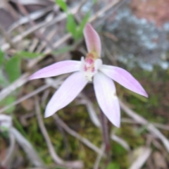 Caladenia fuscata at Hall, ACT - 29 Sep 2021