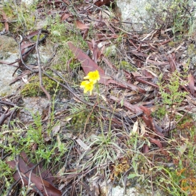 Microseris walteri (Yam Daisy, Murnong) at Gilmore, ACT - 30 Sep 2021 by jamesjonklaas