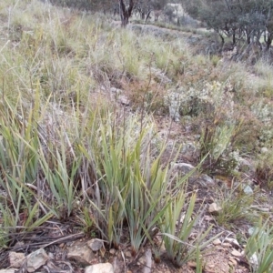 Dianella revoluta at Gilmore, ACT - 30 Sep 2021 04:26 PM