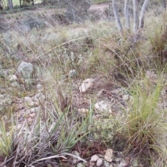 Dianella revoluta at Gilmore, ACT - 30 Sep 2021 04:26 PM