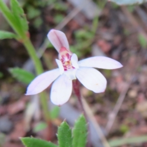 Caladenia fuscata at Hall, ACT - suppressed