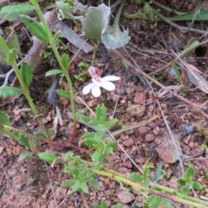 Caladenia fuscata at Hall, ACT - suppressed