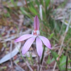 Caladenia fuscata (Dusky Fingers) at Hall, ACT - 29 Sep 2021 by Christine