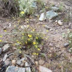 Hibbertia sp. (Guinea Flower) at Tralee, NSW - 30 Sep 2021 by jamesjonklaas