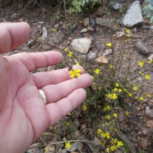 Hibbertia sp. at Tralee, NSW - 30 Sep 2021