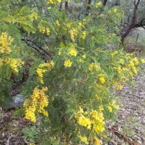 Acacia sp. at Gilmore, ACT - 30 Sep 2021