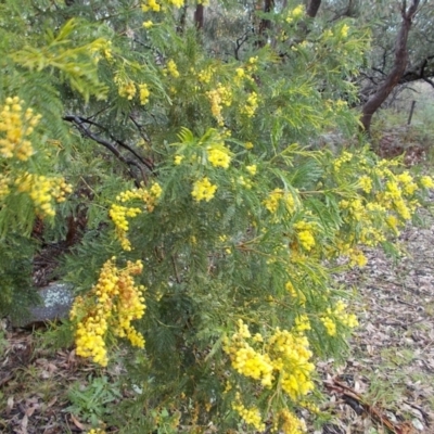 Acacia sp. (A Wattle) at Gilmore, ACT - 30 Sep 2021 by jamesjonklaas