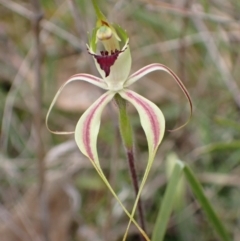 Caladenia atrovespa (Green-comb Spider Orchid) at Black Mountain - 30 Sep 2021 by AnneG1