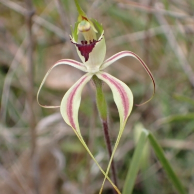 Caladenia atrovespa (Green-comb Spider Orchid) at Black Mountain - 30 Sep 2021 by AnneG1