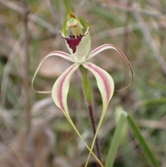 Caladenia atrovespa (Green-comb Spider Orchid) at Molonglo Valley, ACT - 30 Sep 2021 by AnneG1