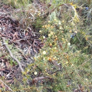 Acacia ulicifolia at Gilmore, ACT - 30 Sep 2021