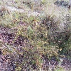 Acacia ulicifolia at Gilmore, ACT - 30 Sep 2021
