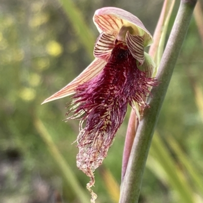 Calochilus platychilus (Purple Beard Orchid) at Black Mountain - 30 Sep 2021 by AnneG1