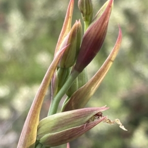 Calochilus platychilus at Bruce, ACT - 30 Sep 2021