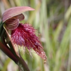 Calochilus platychilus at Bruce, ACT - 30 Sep 2021