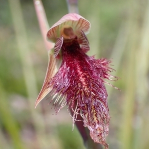 Calochilus platychilus at Bruce, ACT - 30 Sep 2021