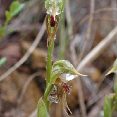 Oligochaetochilus aciculiformis (Needle-point rustyhood) at Black Mountain - 30 Sep 2021 by AnneG1