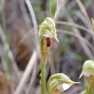 Oligochaetochilus aciculiformis at Bruce, ACT - suppressed