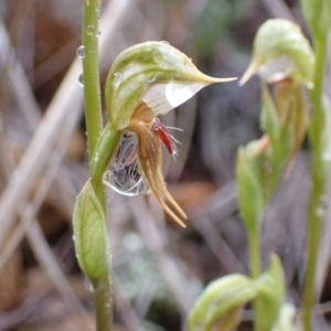 Oligochaetochilus aciculiformis at Bruce, ACT - suppressed