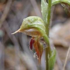 Oligochaetochilus aciculiformis at Bruce, ACT - suppressed