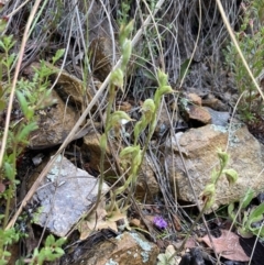 Oligochaetochilus aciculiformis at Bruce, ACT - suppressed