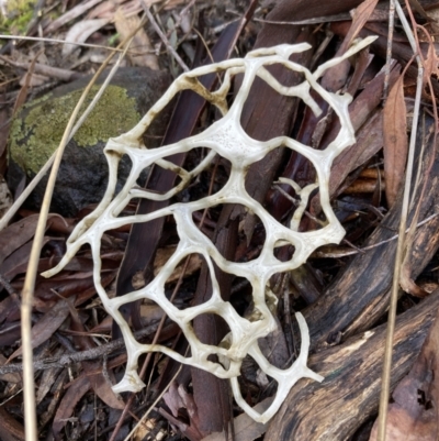 Ileodictyon gracile (Smooth Cage) at Black Mountain - 30 Sep 2021 by AnneG1