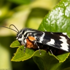 Phalaenoides glycinae (Grapevine Moth) at Macgregor, ACT - 30 Sep 2021 by Roger