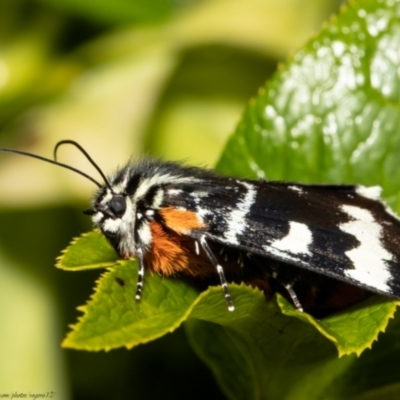 Phalaenoides glycinae (Grapevine Moth) at Macgregor, ACT - 30 Sep 2021 by Roger
