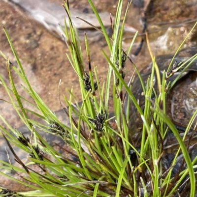 Schoenus apogon (Common Bog Sedge) at Majura, ACT - 30 Sep 2021 by JaneR