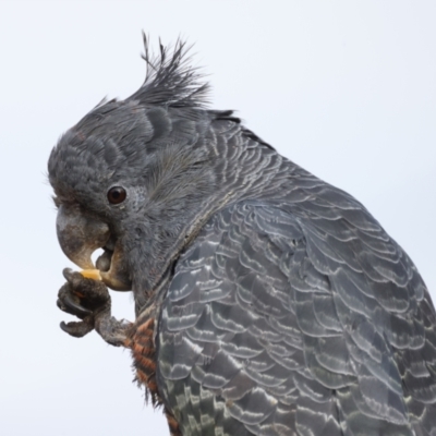 Callocephalon fimbriatum (Gang-gang Cockatoo) at Ainslie, ACT - 27 Sep 2021 by jbromilow50