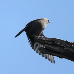 Artamus cyanopterus cyanopterus (Dusky Woodswallow) at Mount Ainslie - 28 Sep 2021 by jb2602