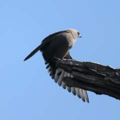 Artamus cyanopterus (Dusky Woodswallow) at Pialligo, ACT - 28 Sep 2021 by jbromilow50
