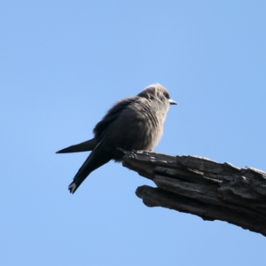 Artamus cyanopterus at Pialligo, ACT - 28 Sep 2021