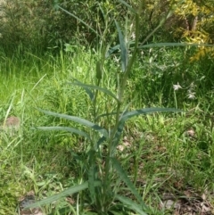 Senecio sp. (A Fireweed) at Greenleigh, NSW - 11 Oct 2021 by LyndalT