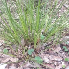 Lomandra filiformis at Greenleigh, NSW - 30 Sep 2021 01:08 PM