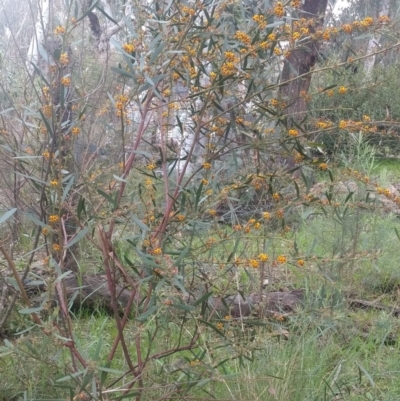 Daviesia mimosoides subsp. mimosoides at Greenleigh, NSW - 30 Sep 2021 by LyndalT