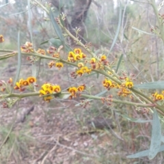 Daviesia mimosoides subsp. mimosoides at Greenleigh, NSW - 30 Sep 2021