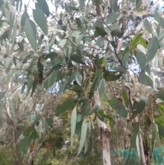 Eucalyptus sp. at Greenleigh, NSW - 30 Sep 2021