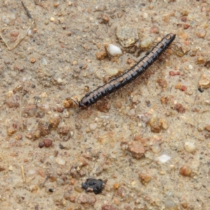 Gigantowales chisholmi at Fisher, ACT - 29 Sep 2021