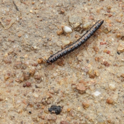 Gigantowales chisholmi (A millepede) at Mount Taylor - 29 Sep 2021 by MatthewFrawley