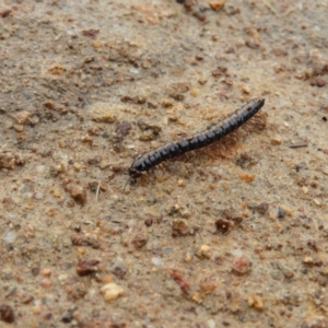 Gigantowales chisholmi at Fisher, ACT - 29 Sep 2021