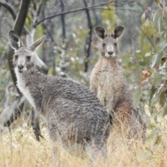 Macropus giganteus (Eastern Grey Kangaroo) at Fisher, ACT - 29 Sep 2021 by MatthewFrawley