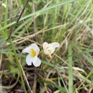 Tritonia gladiolaris at Belconnen, ACT - 30 Sep 2021