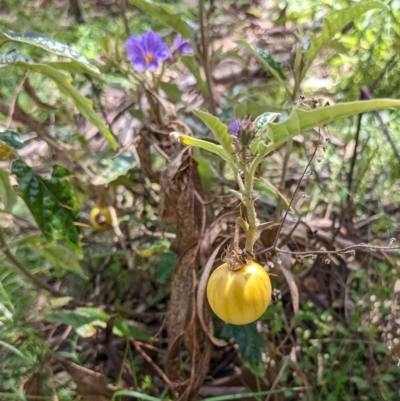 Solanum cinereum (Narrawa Burr) at Mount Ainslie - 26 Sep 2021 by rossleetabak