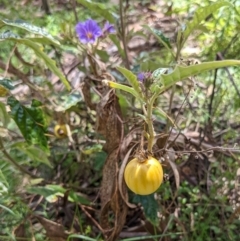 Solanum cinereum (Narrawa Burr) at Hackett, ACT - 26 Sep 2021 by rossleetabak