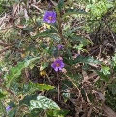 Solanum cinereum at Hackett, ACT - 26 Sep 2021