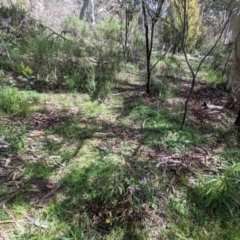 Solanum cinereum at Hackett, ACT - 26 Sep 2021