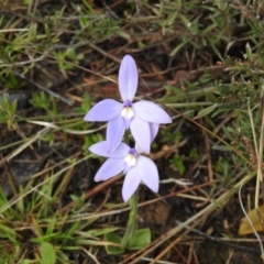 Glossodia major (Wax Lip Orchid) at Carwoola, NSW - 30 Sep 2021 by Liam.m