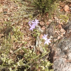 Glossodia major at Carwoola, NSW - 30 Sep 2021