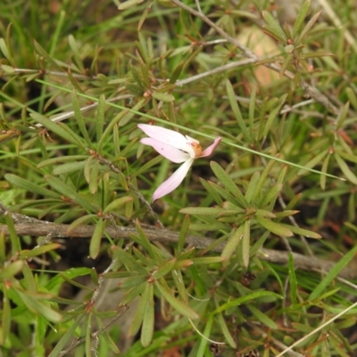 Caladenia fuscata (Dusky Fingers) at Carwoola, NSW - 30 Sep 2021 by Liam.m